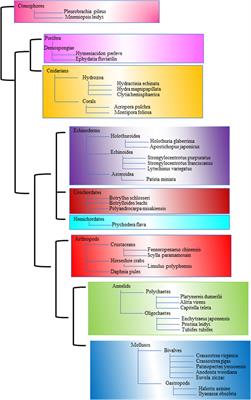 In vitro detection of marine invertebrate stem cells: utilizing molecular and cellular biology techniques and exploring markers